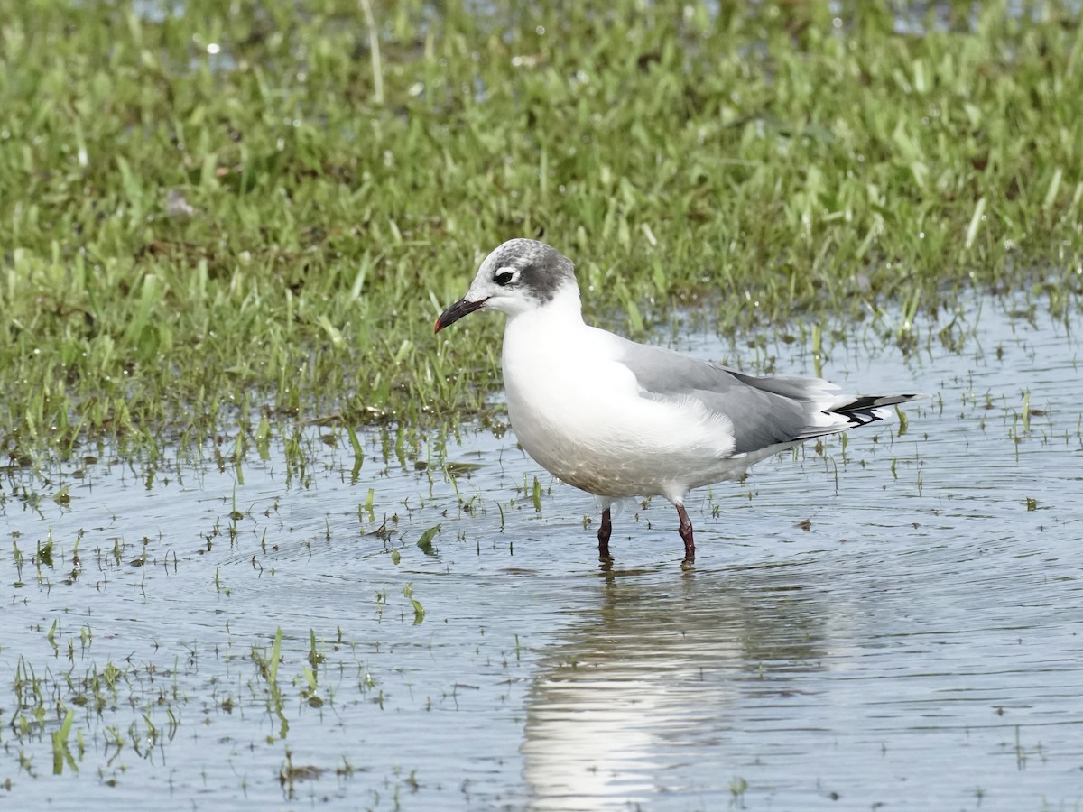 Franklin's Gull - ML625907043
