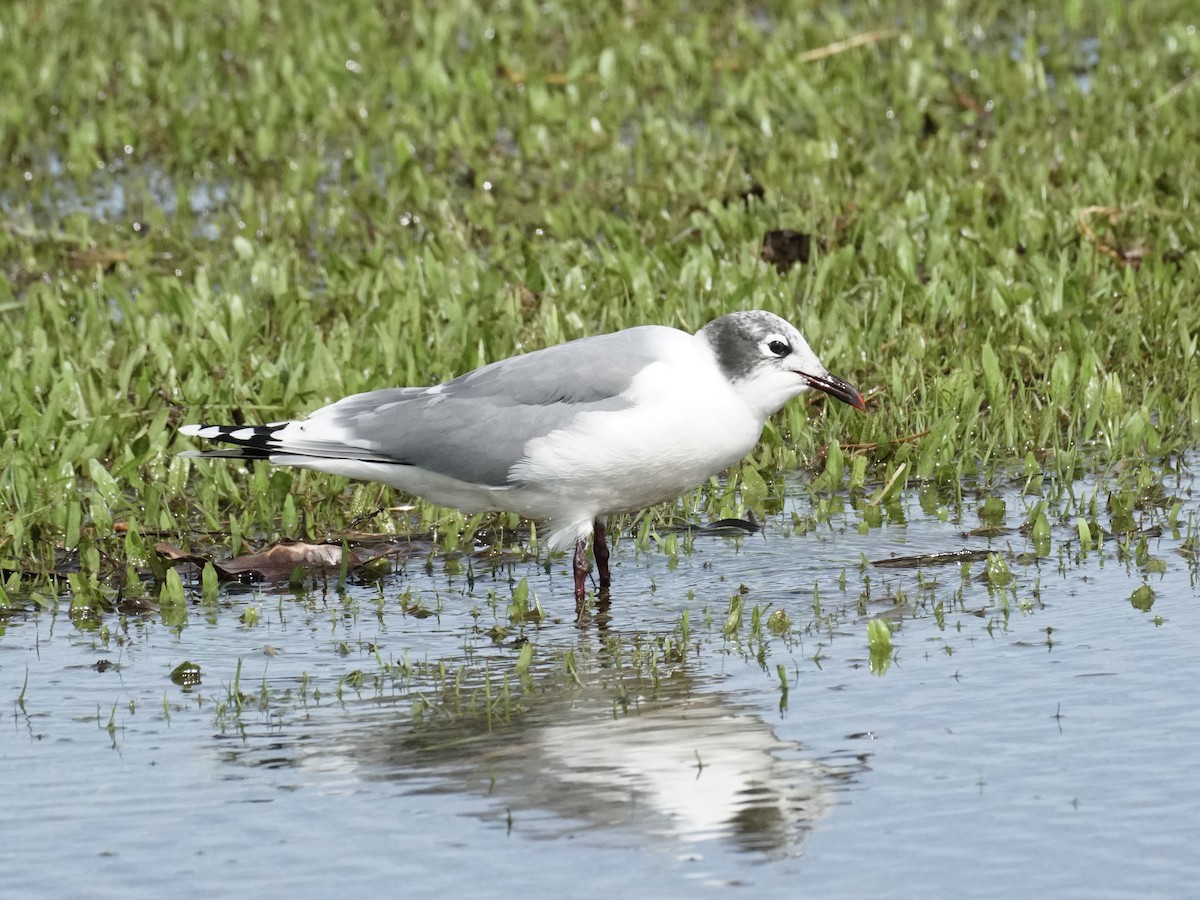 Franklin's Gull - ML625907044