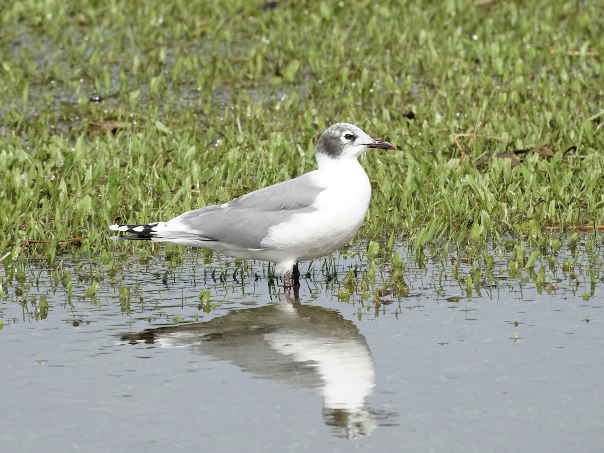 Franklin's Gull - ML625907045