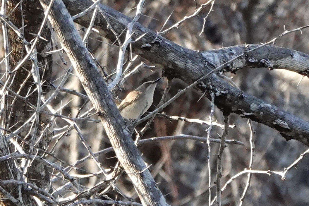 Plain Gerygone - ML625907046