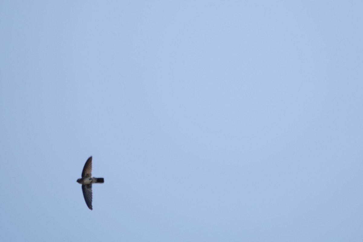 Drab Swiftlet - ML625907118