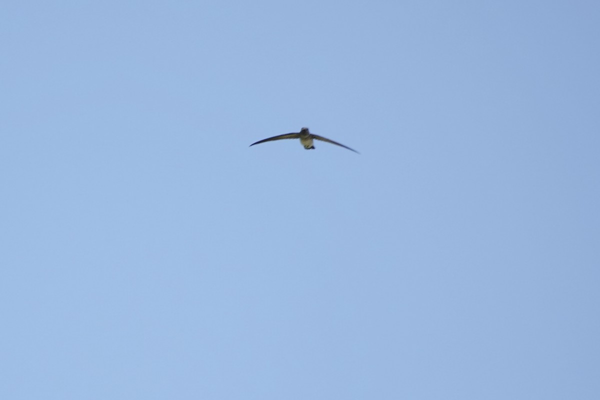 Drab Swiftlet - ML625907119