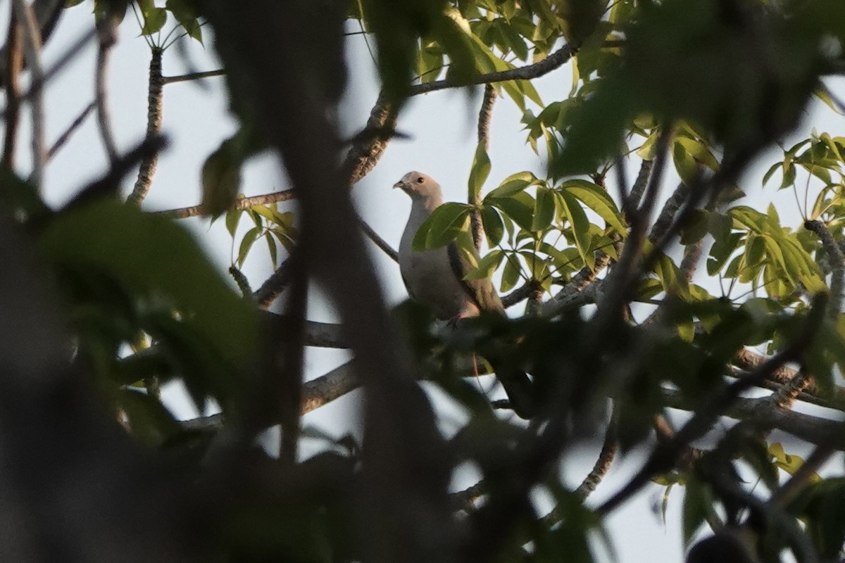 Pink-headed Imperial-Pigeon - ML625907184