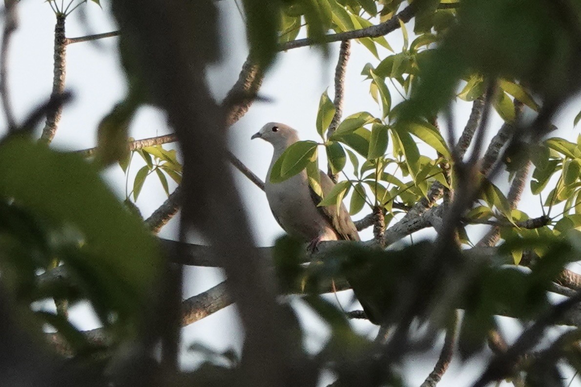 Pink-headed Imperial-Pigeon - ML625907185