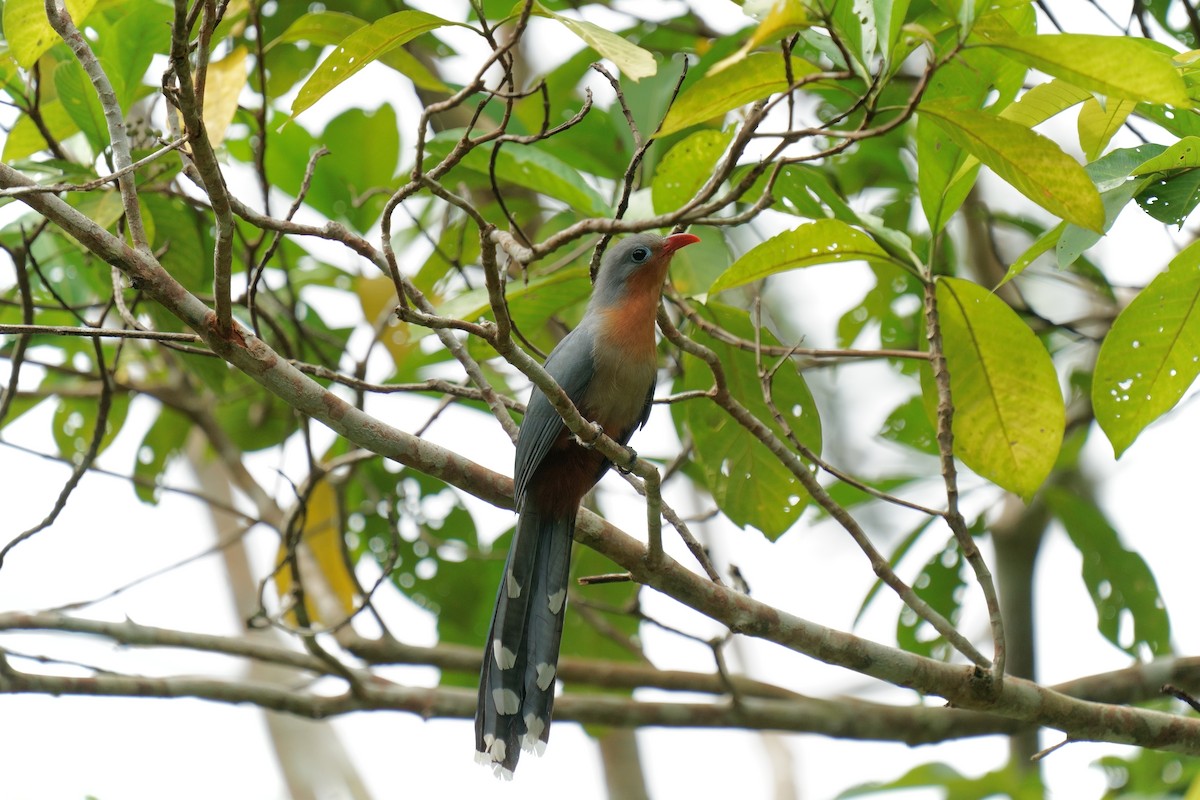 Red-billed Malkoha - ML625907295