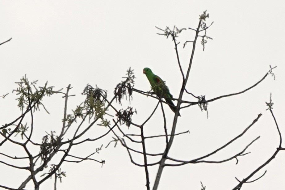 Olive-shouldered Parrot - ML625907371
