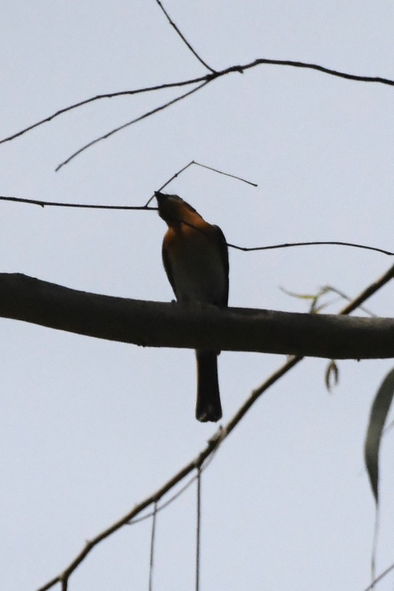 Satin Flycatcher - ML625907381