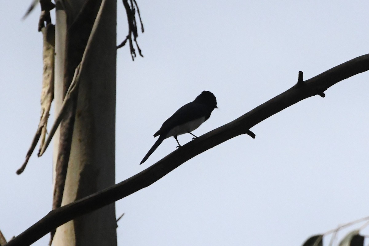 Satin Flycatcher - ML625907383