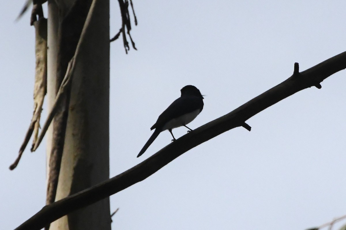 Satin Flycatcher - ML625907384