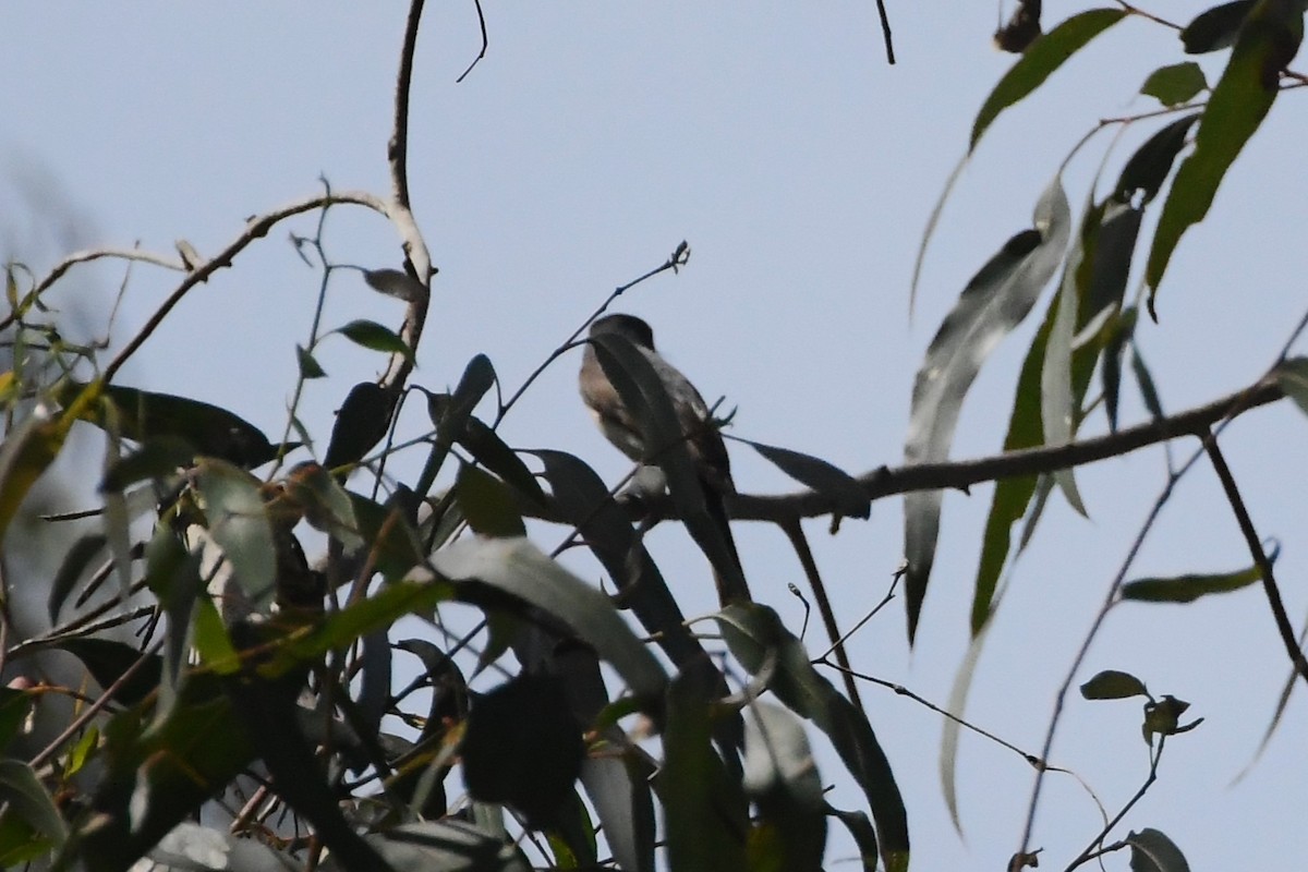 Satin Flycatcher - ML625907385