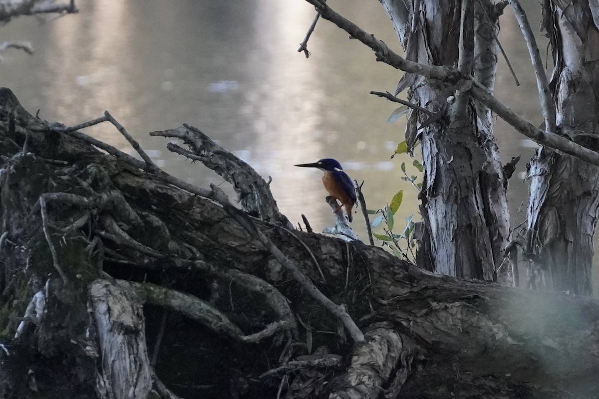 Azure Kingfisher - ML625907386