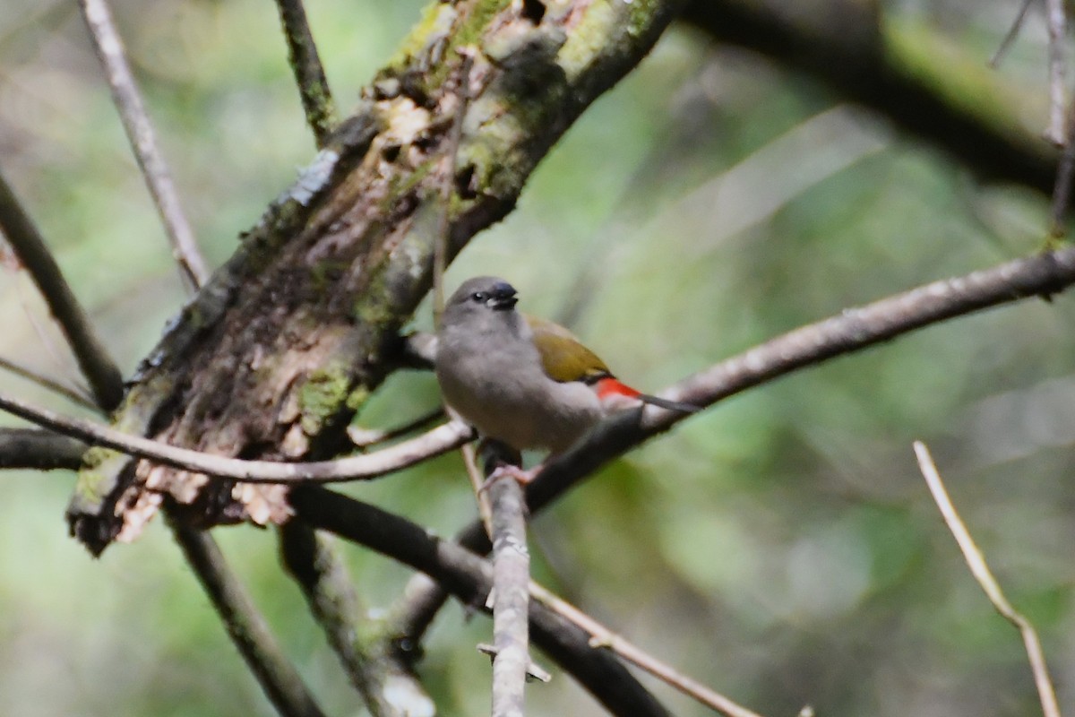 Red-browed Firetail - Michael Louey