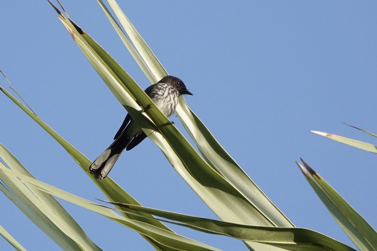 Northern Fantail (Rote) - ML625907393