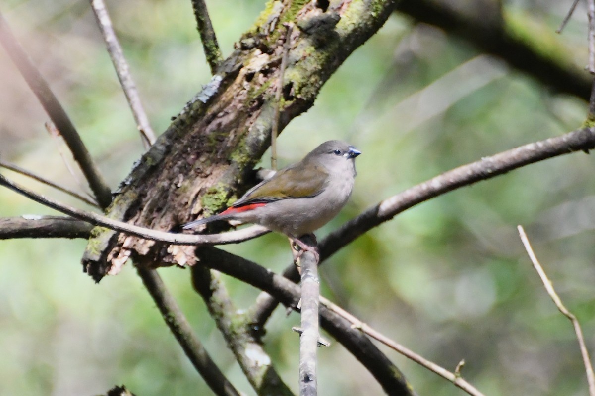 Red-browed Firetail - ML625907395