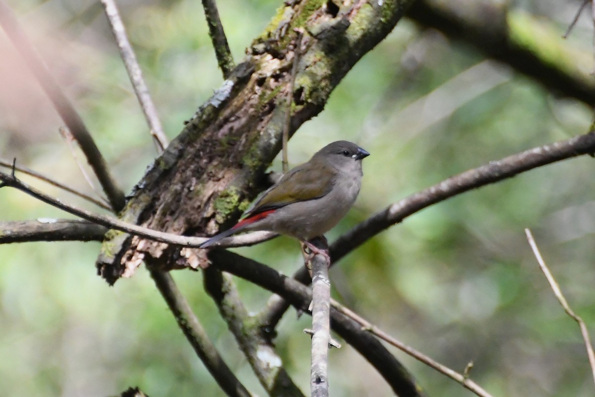 Red-browed Firetail - ML625907397