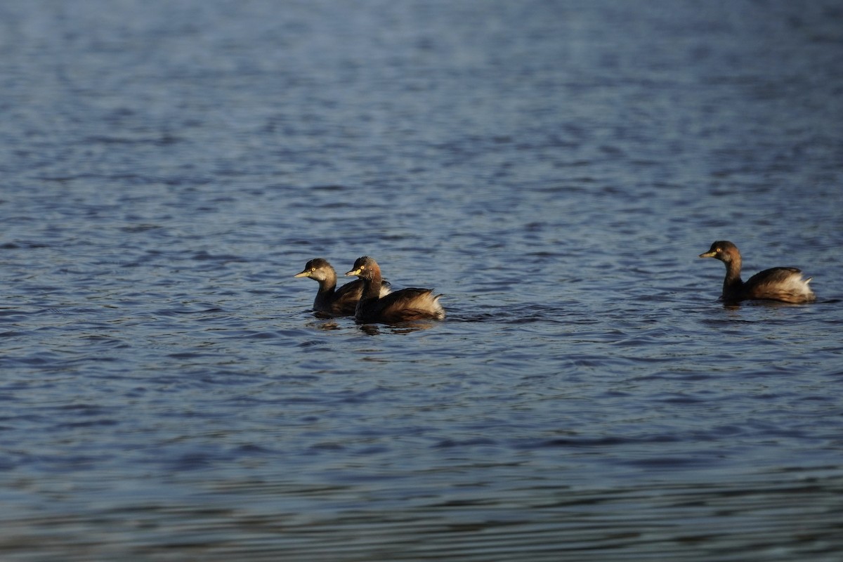 Australasian Grebe - ML625907398