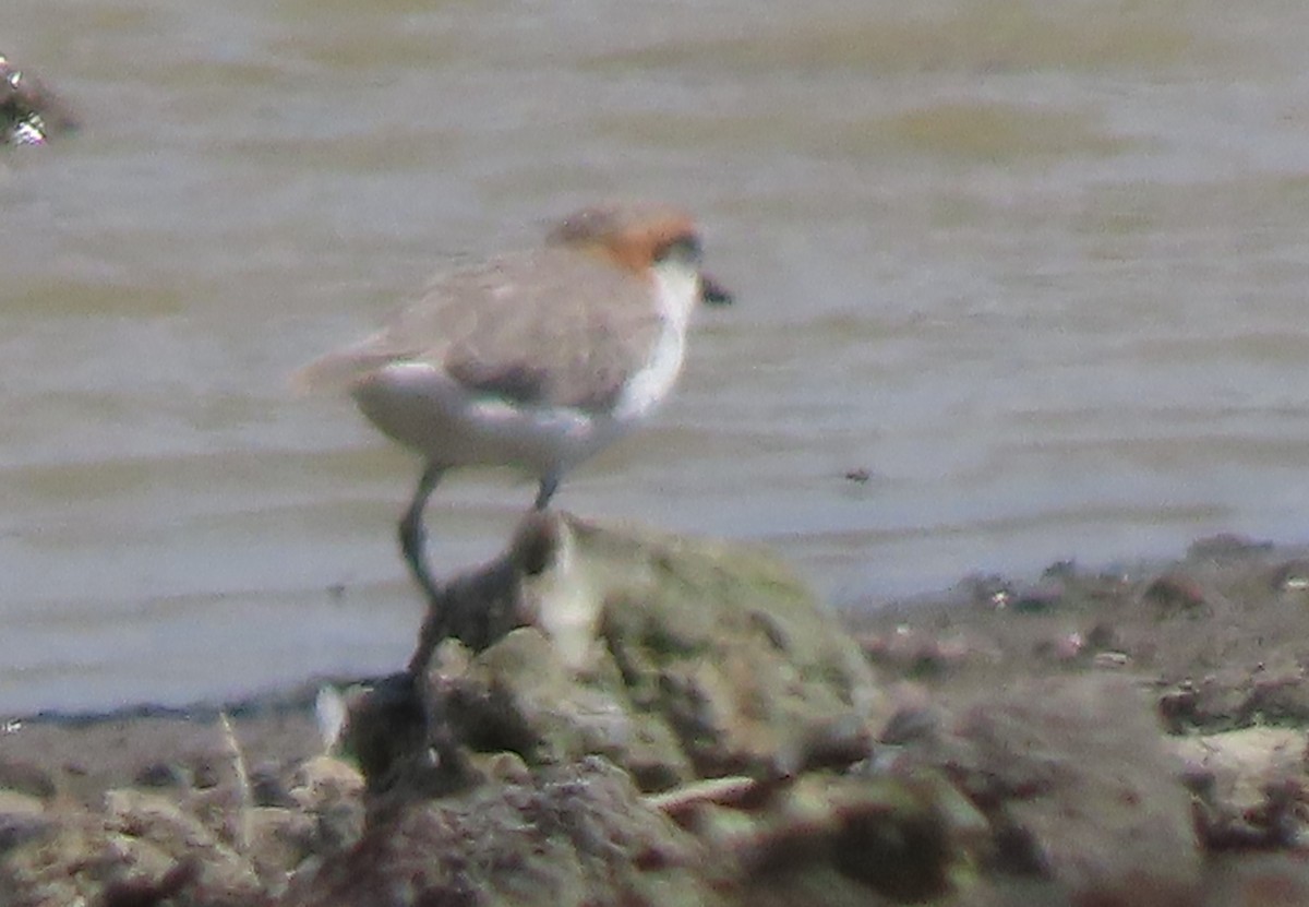 Chestnut-banded Plover - ML625907400