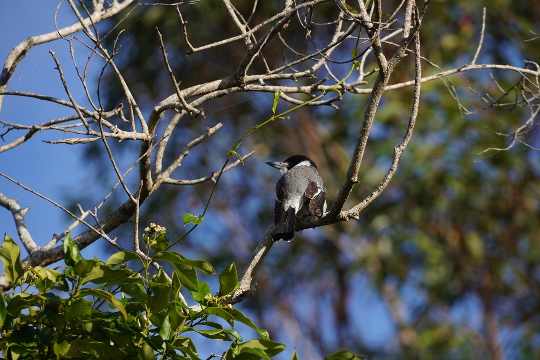 Gray Butcherbird - ML625907401