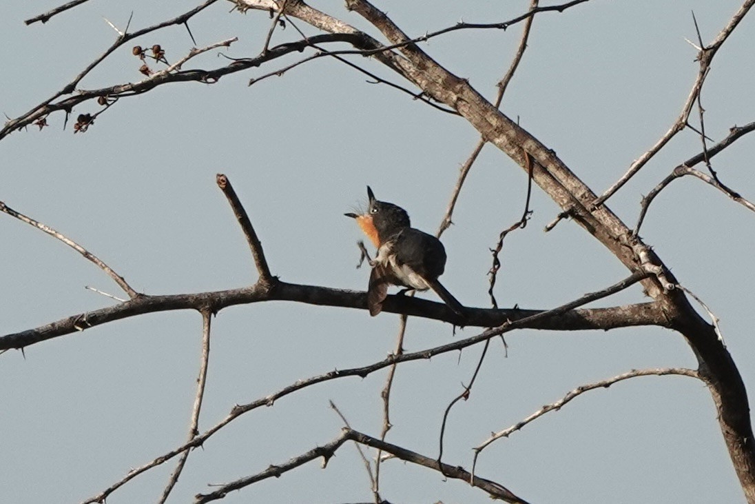 Broad-billed Flycatcher - ML625907402