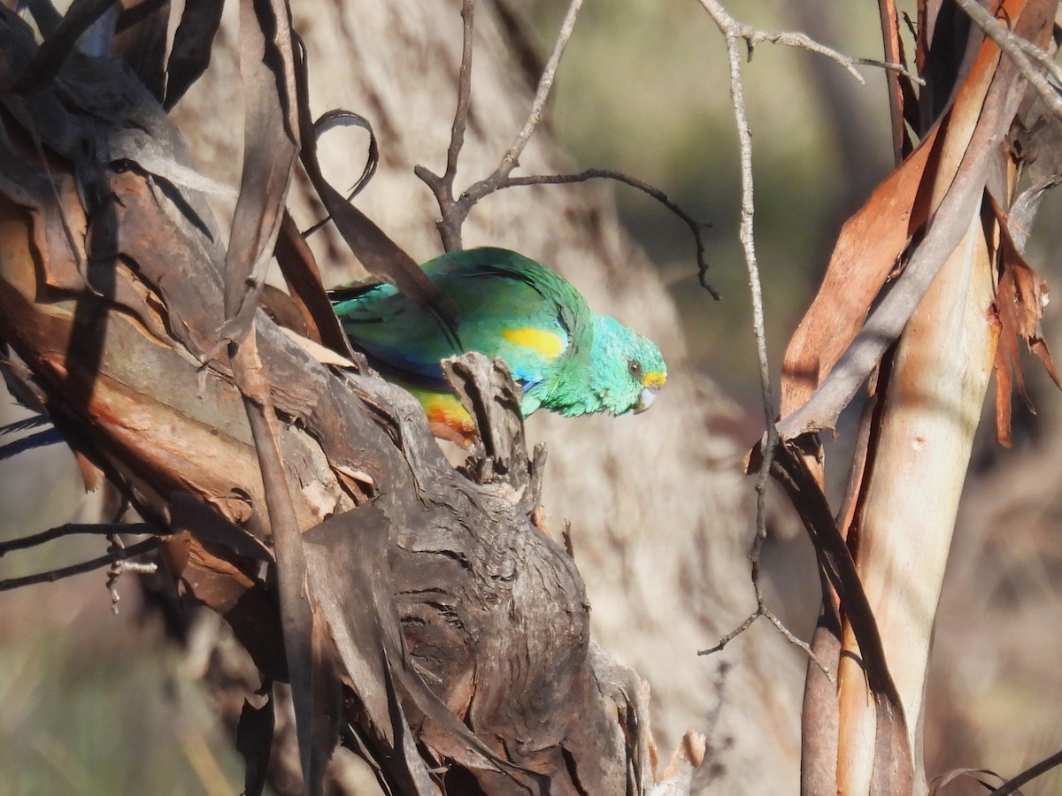 Mulga Parrot - ML625907403