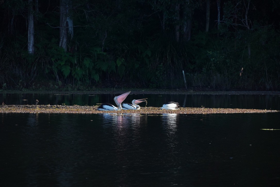 Australian Pelican - ML625907404