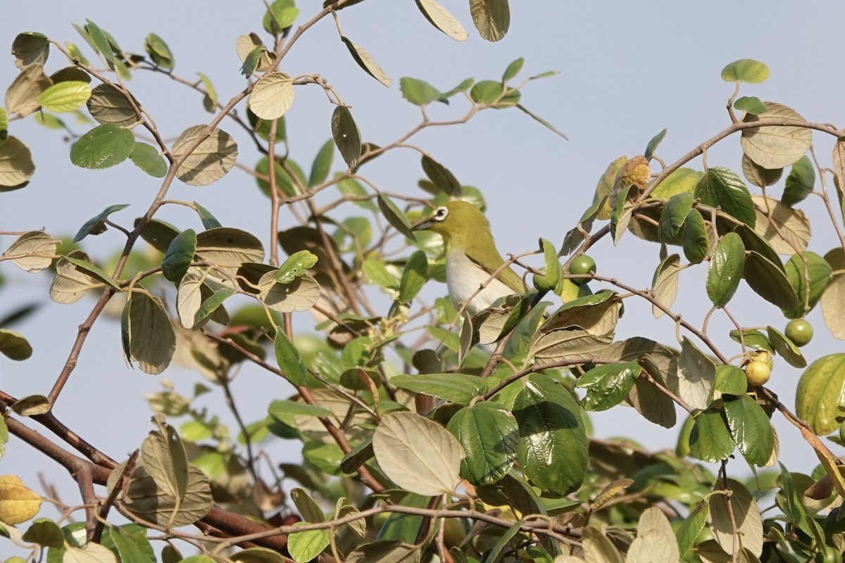 Ashy-bellied White-eye - ML625907405