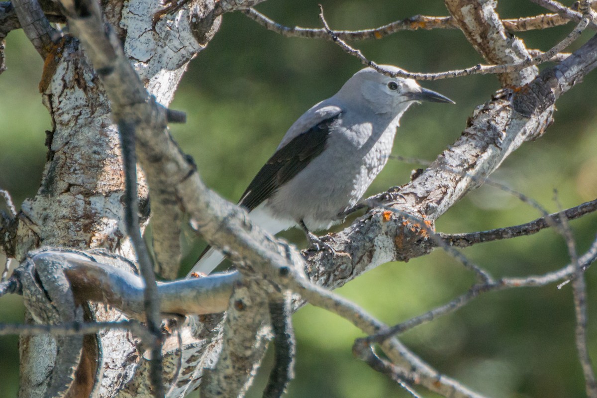 Clark's Nutcracker - ML625907408