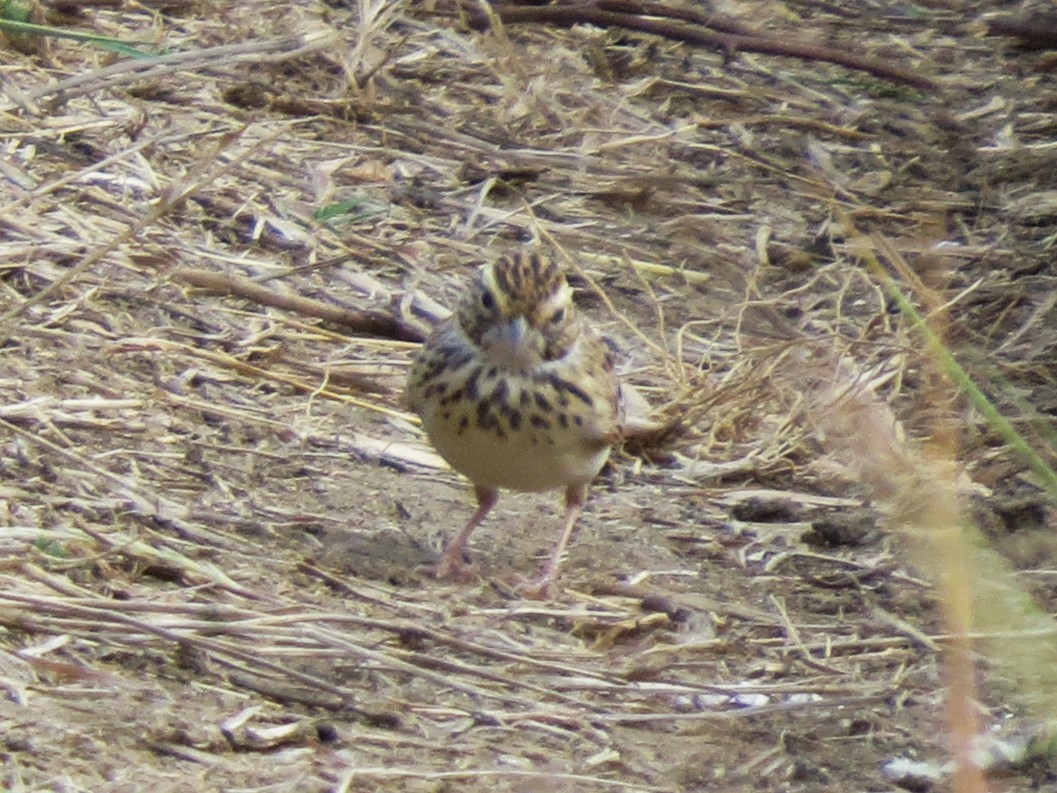 Indian Bushlark - ML625907411