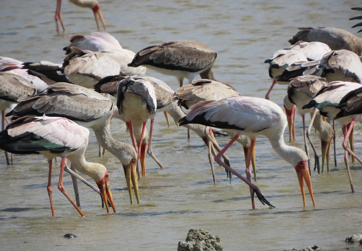 Yellow-billed Stork - Rick Jacobsen