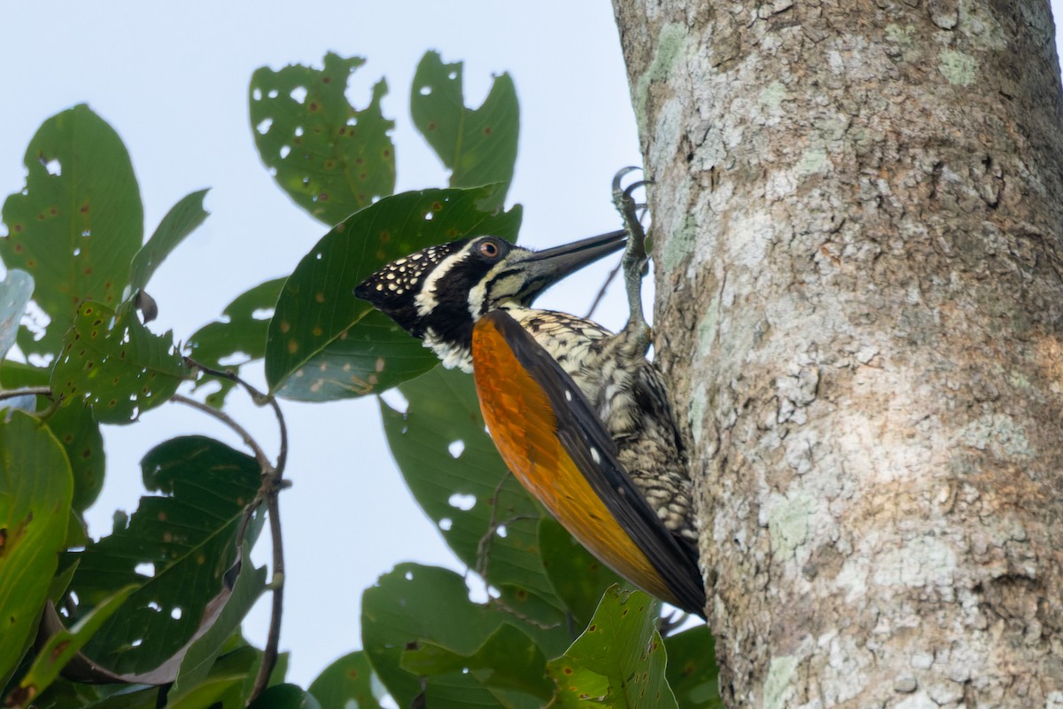 Greater Flameback - ML625907414