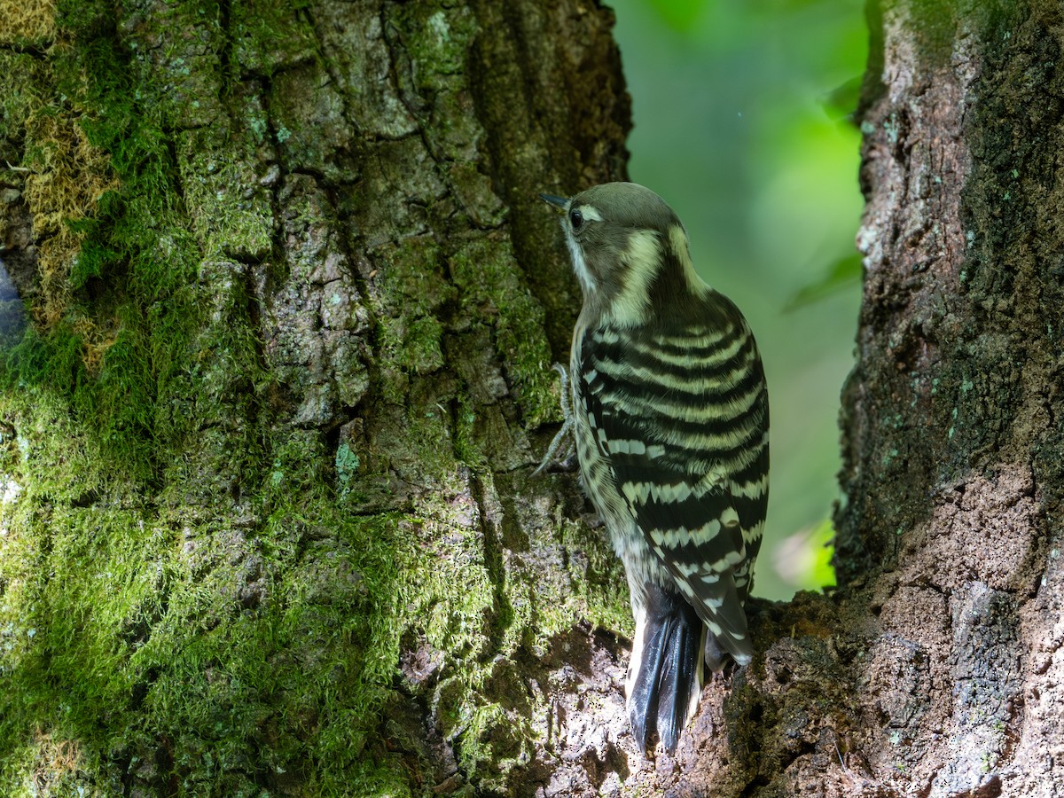 Japanese Pygmy Woodpecker - ML625907416