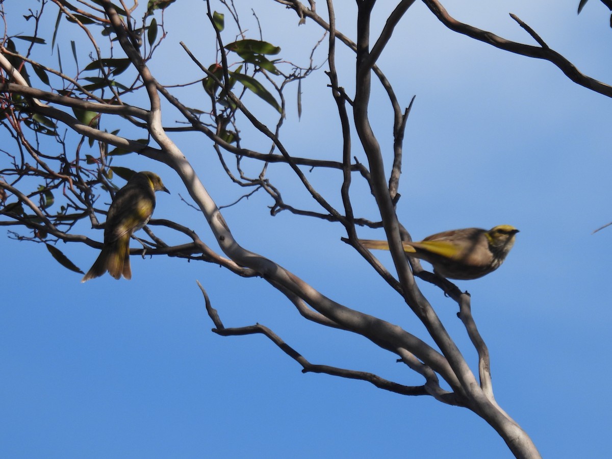 Yellow-plumed Honeyeater - ML625907417