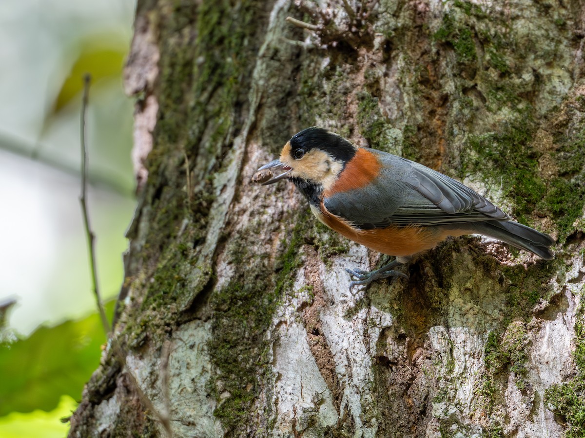 Varied Tit - ML625907418