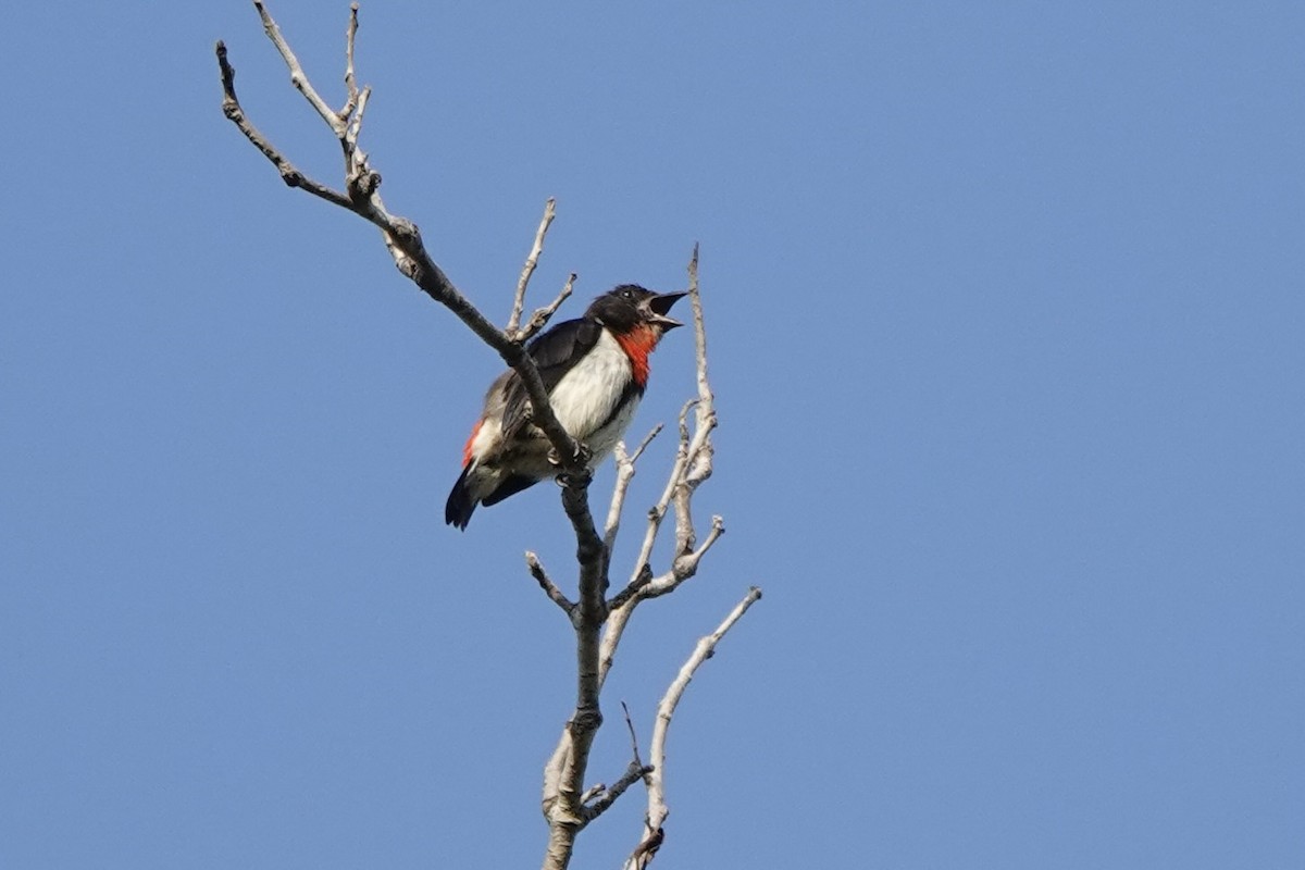 Red-chested Flowerpecker - ML625907419