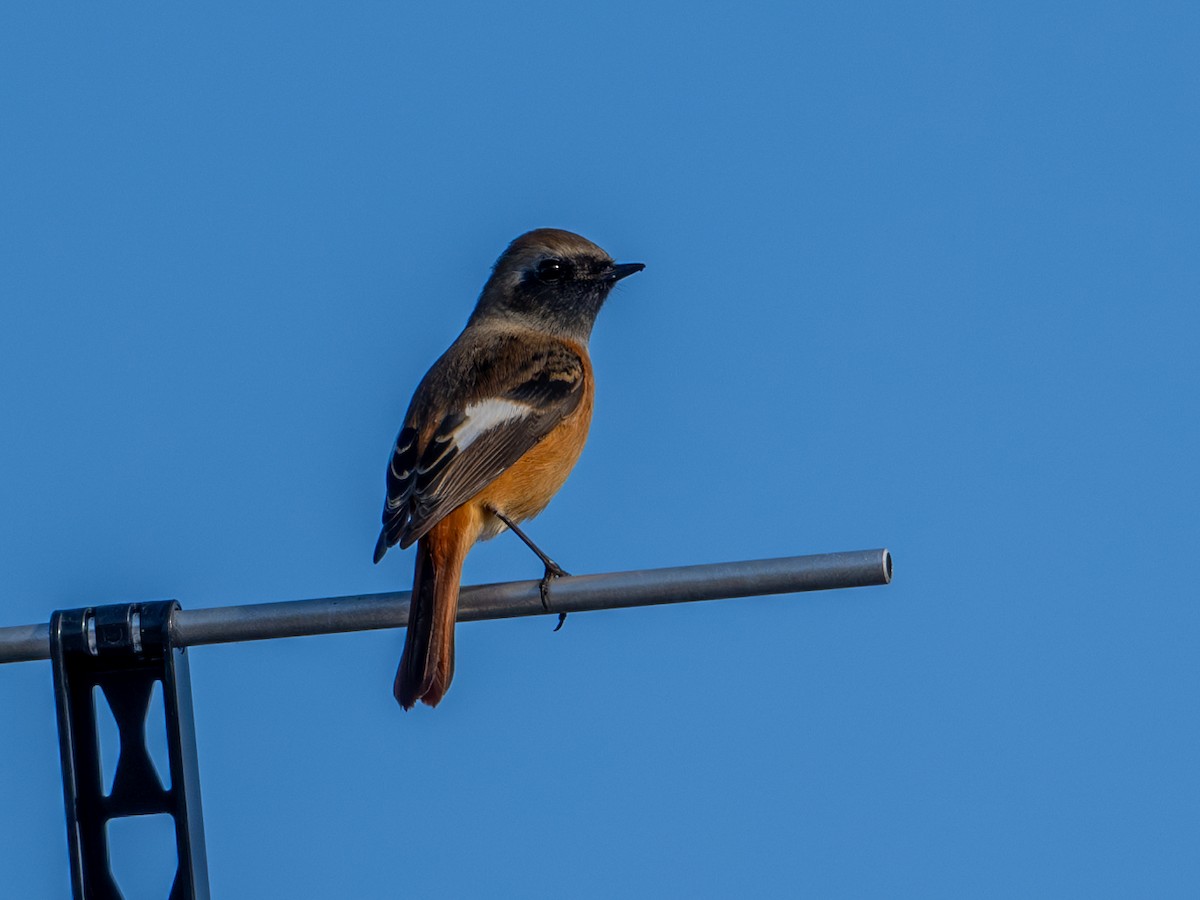 Daurian Redstart - ML625907420