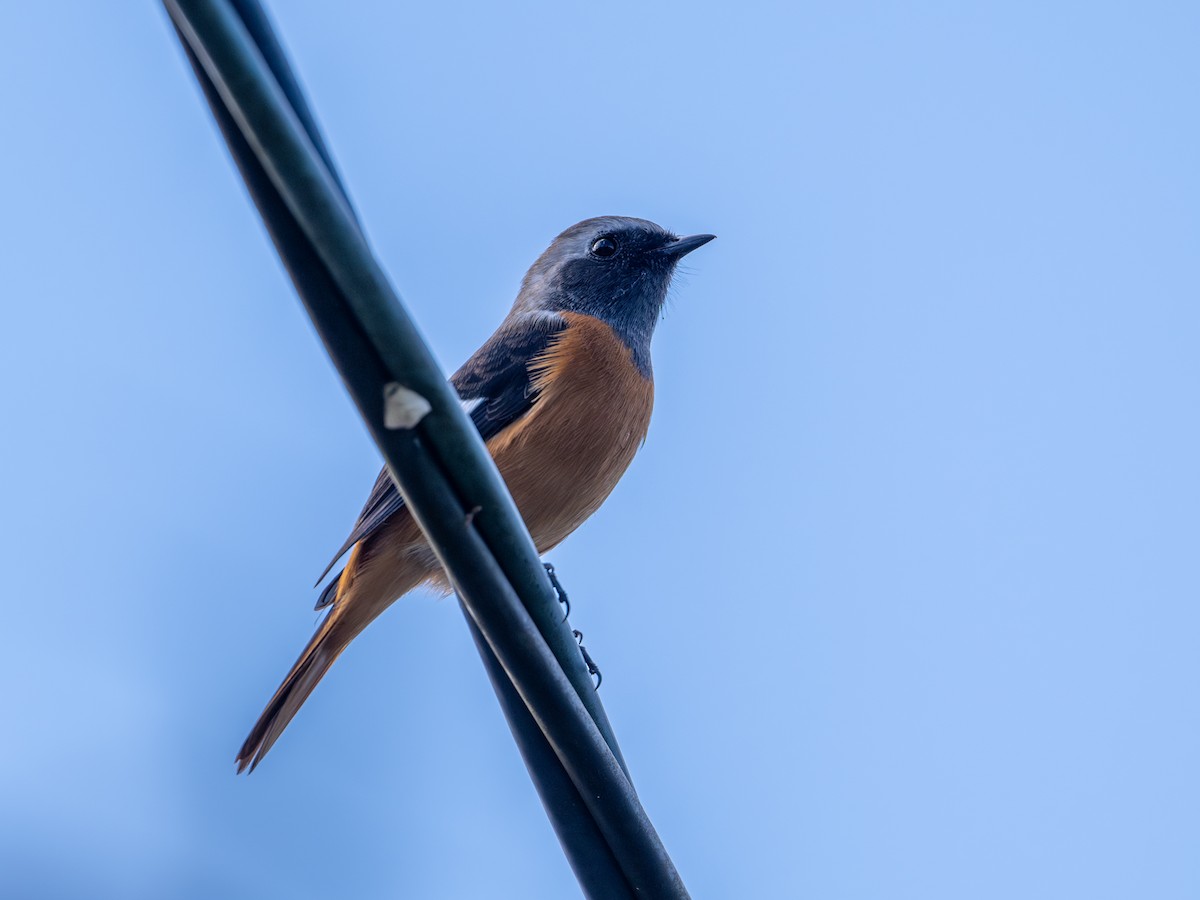 Daurian Redstart - ML625907421