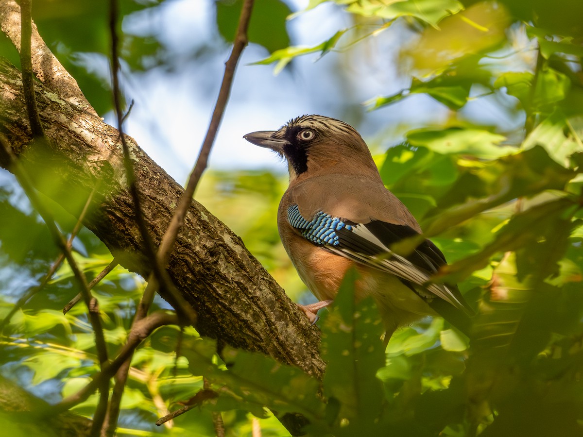 Eurasian Jay - ML625907422