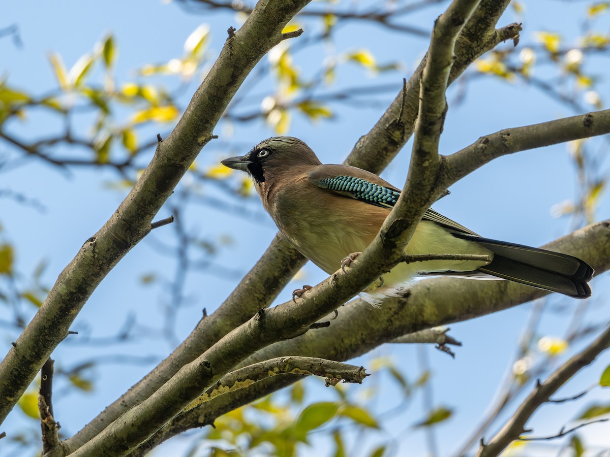 Eurasian Jay - ML625907423