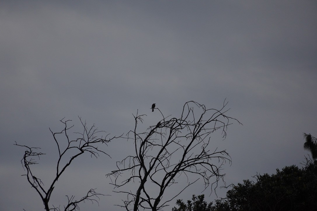 Noisy Friarbird - ML625907424