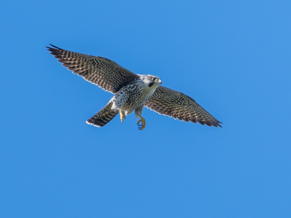 Peregrine Falcon - ML625907425