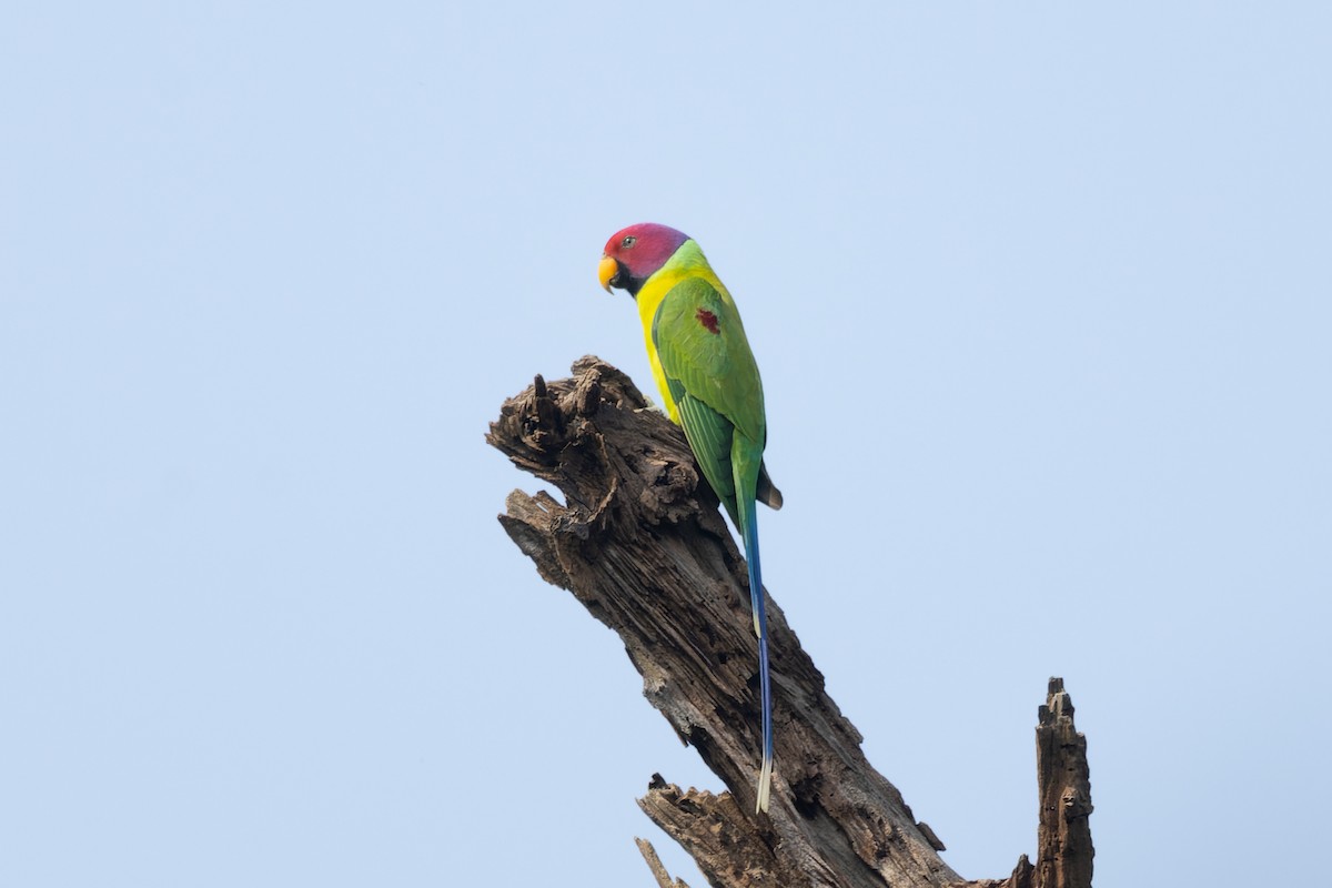 Plum-headed Parakeet - ML625907426