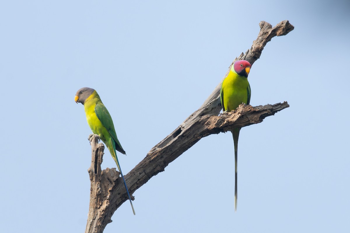 Plum-headed Parakeet - Tisha Mukherjee