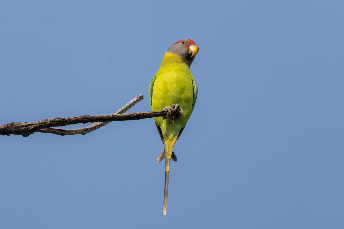 Plum-headed Parakeet - ML625907428