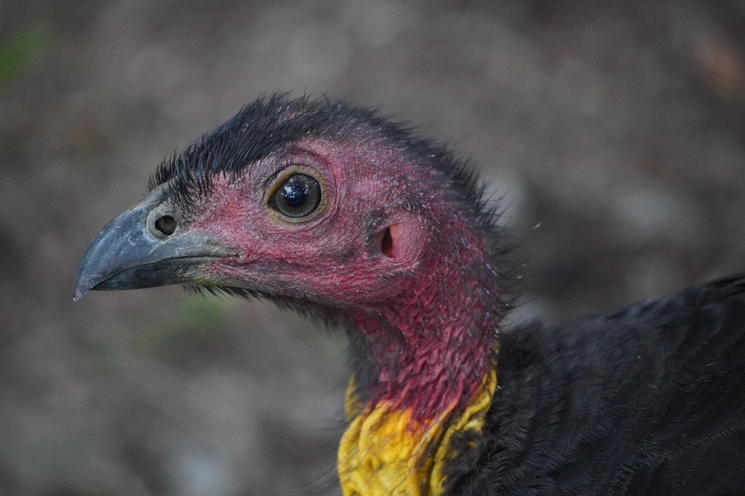 Australian Brushturkey - ML625907429