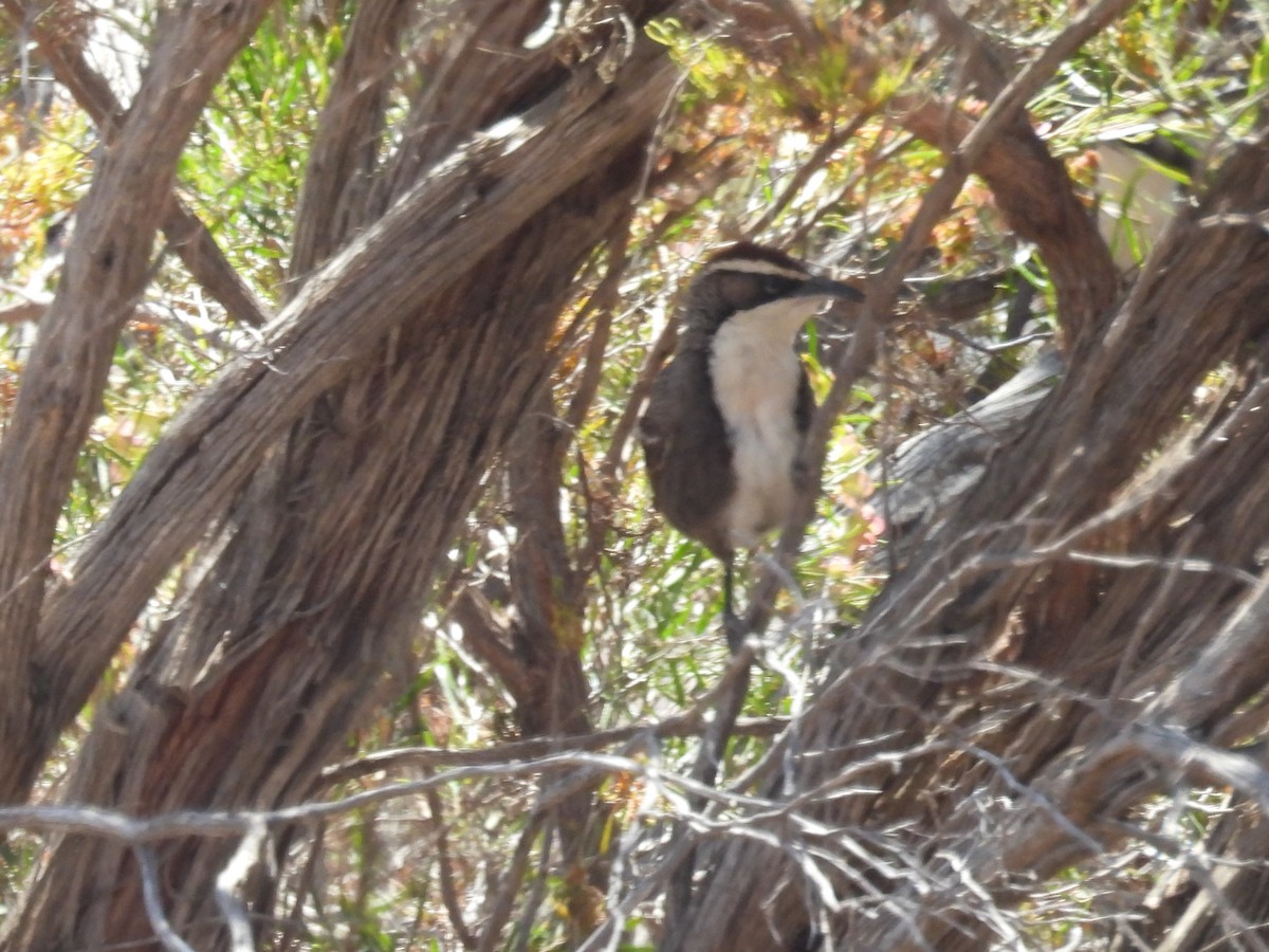 Chestnut-crowned Babbler - Helen Erskine-Behr