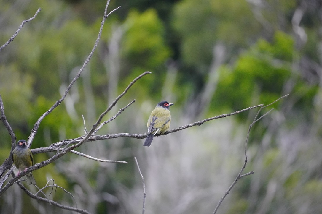 Australasian Figbird - ML625907434