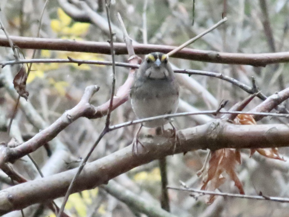 White-crowned Sparrow - ML625907436