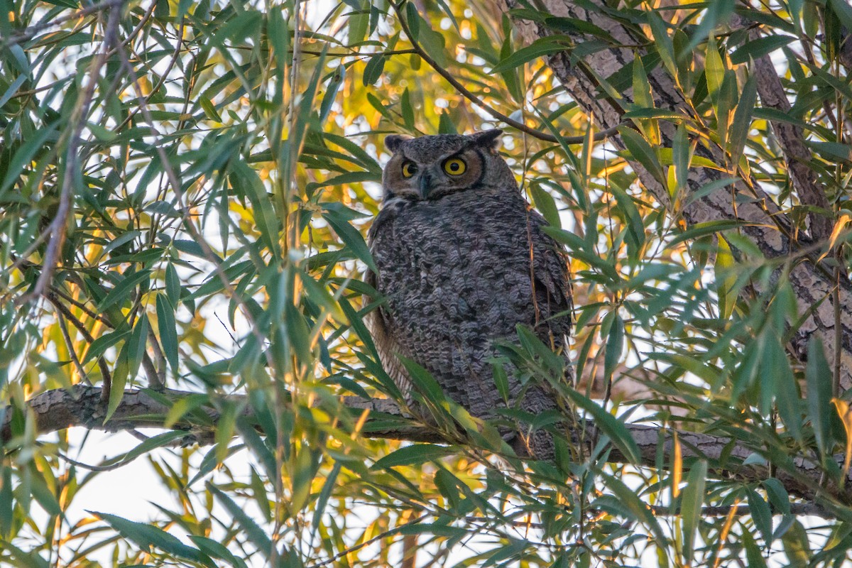 Great Horned Owl - ML625907437