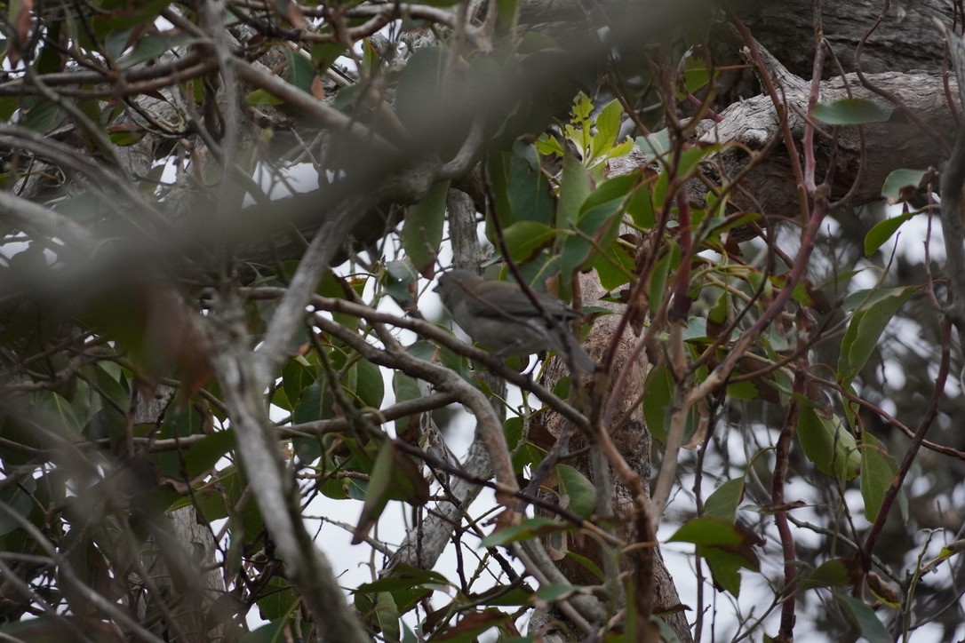 Gray Shrikethrush - ML625907439