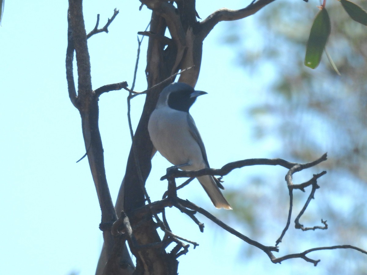 Masked Woodswallow - ML625907440